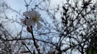 spring flowers on tree branches in winter