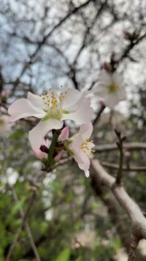 spring flowers on tree branches in winter