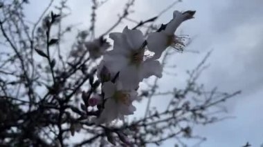 spring flowers on tree branches in winter
