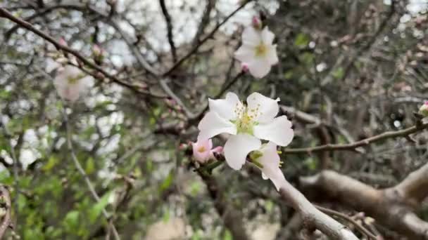 Spring Flowers Tree Branches Winter — Wideo stockowe