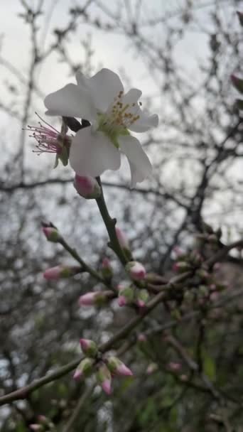 Spring Flowers Tree Branches Winter — Αρχείο Βίντεο