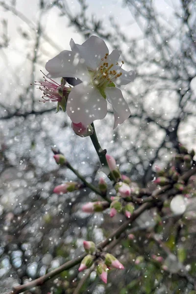 Spring Flowers Blooming Winter Snow Effect — Stockfoto