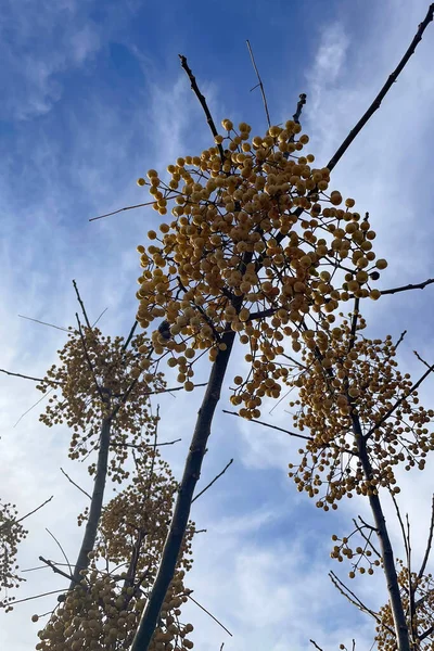 Melia Azedarach Umumnya Dikenal Sebagai Pohon Chinaberry — Stok Foto
