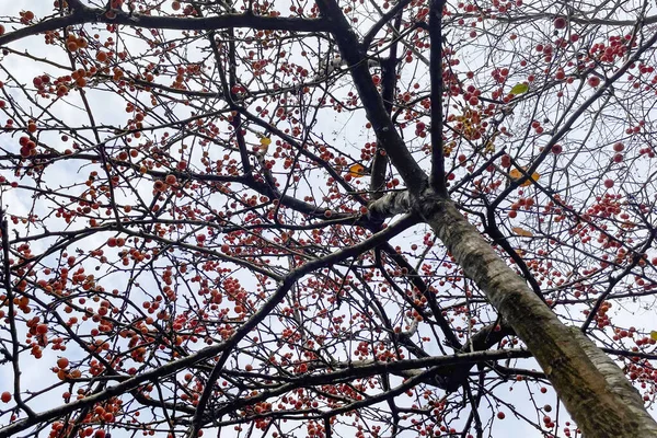 Hawthorn Tree Nature Ripe Berries — Stockfoto