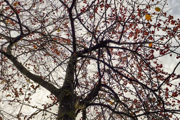 Hawthorn Tree Nature Ripe Berries — Stok fotoğraf