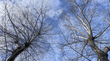 aerial view of deciduous tree in winter season and blue sky