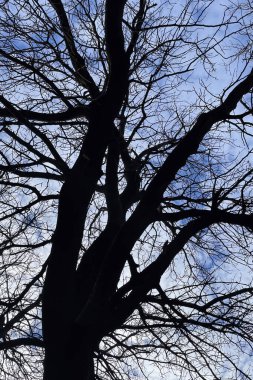 aerial view of deciduous tree in winter season and blue sky