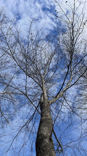 Aerial View Deciduous Tree Winter Season Blue Sky — Stock Fotó