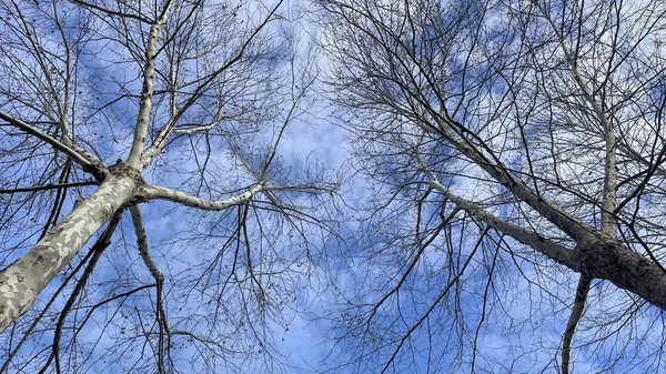 Kış Mevsiminde Yaprak Döken Ağaçların Mavi Gökyüzünün Havadan Görünüşü — Stok fotoğraf