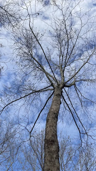 冬季落叶树与蓝天的鸟瞰图 — 图库照片