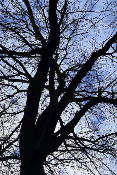 Kış Mevsiminde Yaprak Döken Ağaçların Mavi Gökyüzünün Havadan Görünüşü — Stok fotoğraf