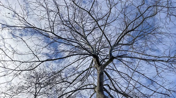 Aerial View Deciduous Tree Winter Season Blue Sky — 스톡 사진
