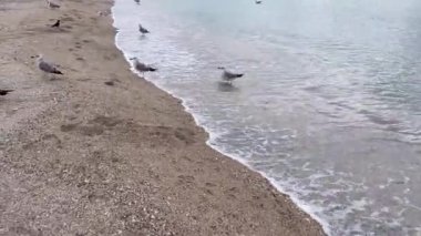 seashore, beach, clear sea, seagulls and birds in winter