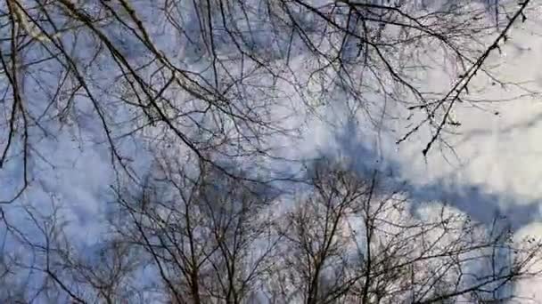 Aerial View Deciduous Tree Winter Season Blue Sky — Stockvideo