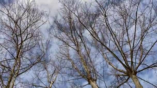 冬の落葉樹と青空の空中写真 — ストック動画