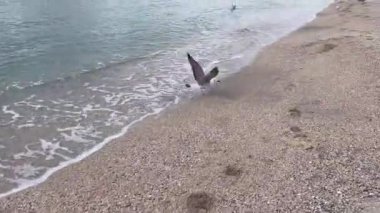 seashore, beach, clear sea, seagulls and birds in winter