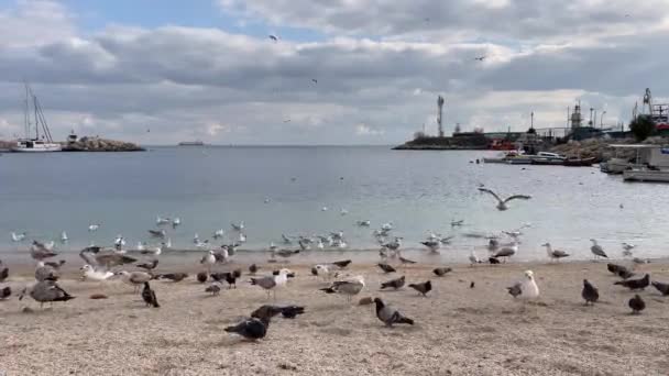 Yesilkoy Istanbul Türkei Februar 2023 Marmara Meerblick Vom Yesilkoy Strand — Stockvideo