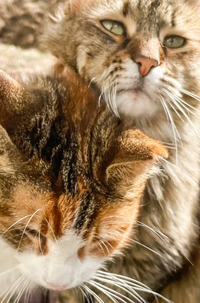 Retrato Dois Gatos Apaixonados Close Livre Gato Gato Olhando Para — Fotografia de Stock