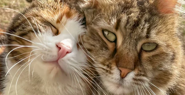 Portrait of two cats in love, close-up, outdoors.Cat and cat looking at each other.