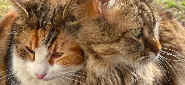Portrait of two cats in love, close-up, outdoors.Cat and cat looking at each other.