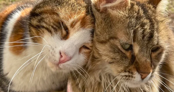Retrato Dos Gatos Enamorados Cerca Aire Libre Gato Gato Mirándose —  Fotos de Stock