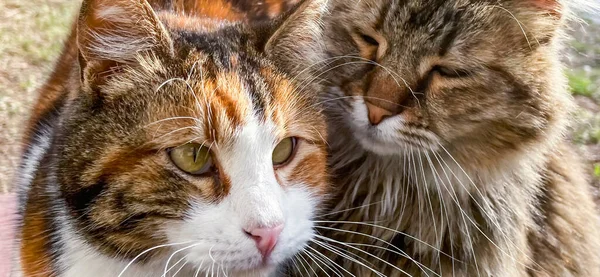 Portret Van Twee Verliefde Katten Close Buiten Kat Kat Kijken — Stockfoto