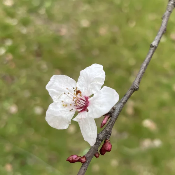 冬に咲く春の花 — ストック写真
