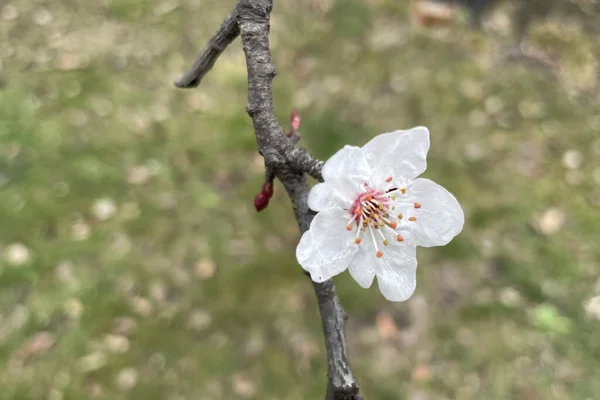 Spring Flowers Blooming Winter Season — Stock Photo, Image