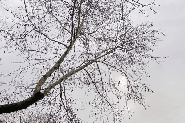 Зимнее Дерево Ветви Природе — стоковое фото