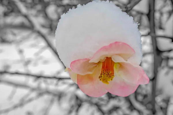 Весенний Цветок Покрыт Снегом Зимой Черный Белый Розовый Цветок Дереве — стоковое фото
