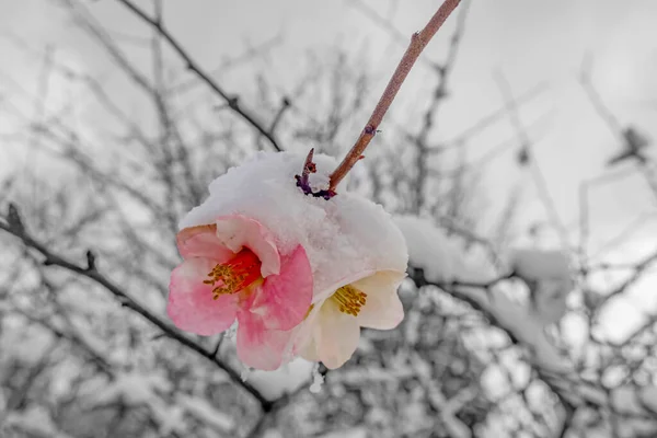 冬に雪に覆われた春の花 黒と白 木の上のピンクの花ピンクの花の上の白い雪 — ストック写真
