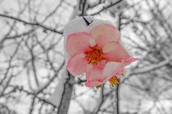 Spring flower covered with snow in winter, black and white.Pink flower with snow. Pink flower on a tree .White snow on a pink flower