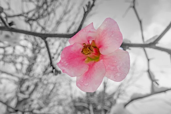 Spring flower covered with snow in winter, black and white.Pink flower with snow. Pink flower on a tree .White snow on a pink flower