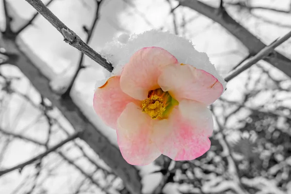 Flor Primavera Coberta Neve Inverno Preto Branco Flor Rosa Com — Fotografia de Stock