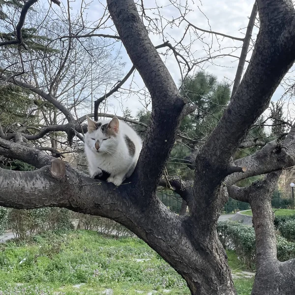 의나무 고양이 — 스톡 사진