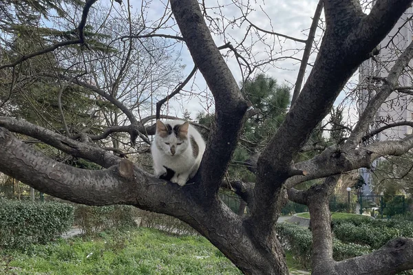 Γάτα Που Κάθεται Ένα Δέντρο Στον Κήπο — Φωτογραφία Αρχείου