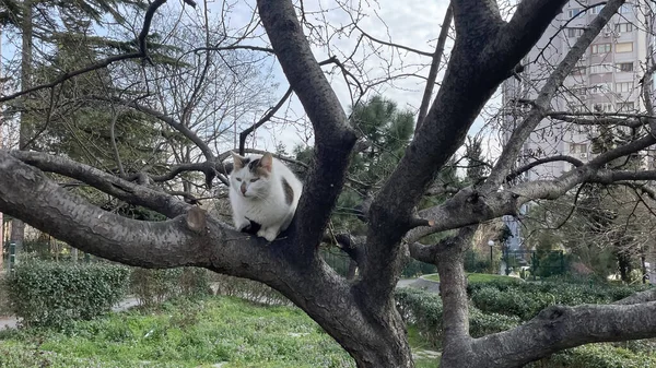 Kot Siedzi Drzewie Ogrodzie — Zdjęcie stockowe