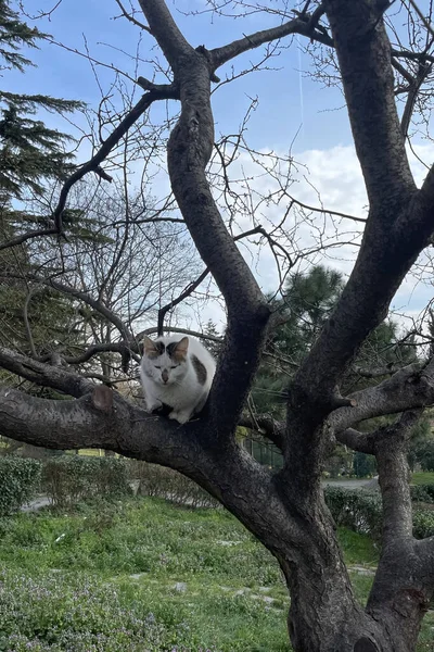 猫坐在花园里的一棵树上 — 图库照片
