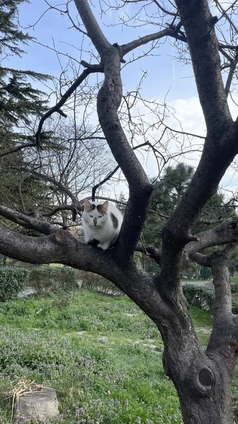 Кіт Сидить Дереві Саду — стокове фото