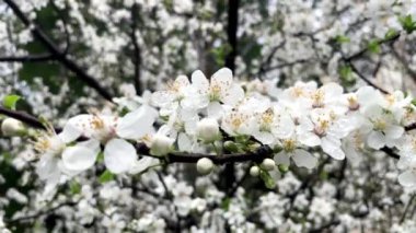 Bahar geliyor. Doğada açan beyaz erik ağacı çiçekleri.