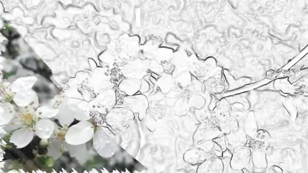 Frühlingsanfang Blühende Weiße Blüten Des Pflaumenbaums Der Natur — Stockvideo