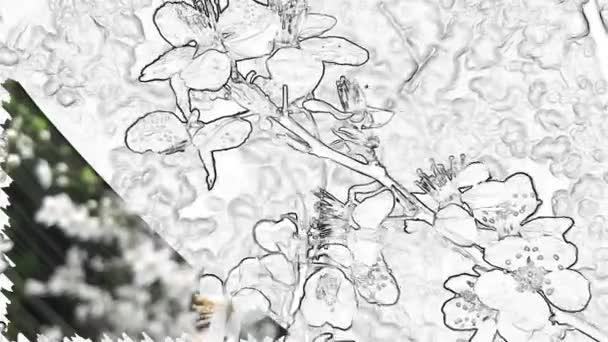 Llega Primavera Flores Blancas Florecientes Ciruelo Naturaleza — Vídeos de Stock