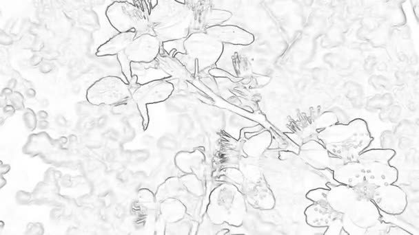 Прихід Весни Квітучі Білі Квіти Сливового Дерева Природі — стокове відео