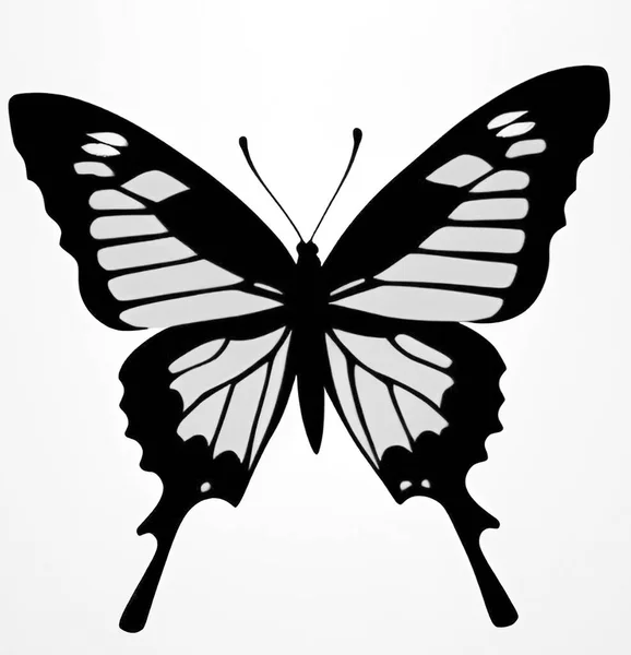 Silueta Mariposa Aislada Sobre Fondo Ilustración Vectorial Mariposas Sobre Fondo — Vector de stock
