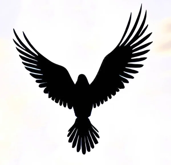 Seagull Silhouette Flying Bird Background — Stock Vector