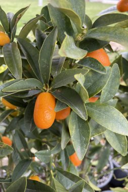 Kumkuat ağacı yeşil yaprakları ve tatlı portakal meyveleriyle ünlüdür. Büyümesi kolay, saksılarda bile. Yapraklar hoş kokulu ve dekoratiftir. Meyve, keskin bir narenciye tadı ile yenir ya da tatlandırıcı olarak kullanılır..