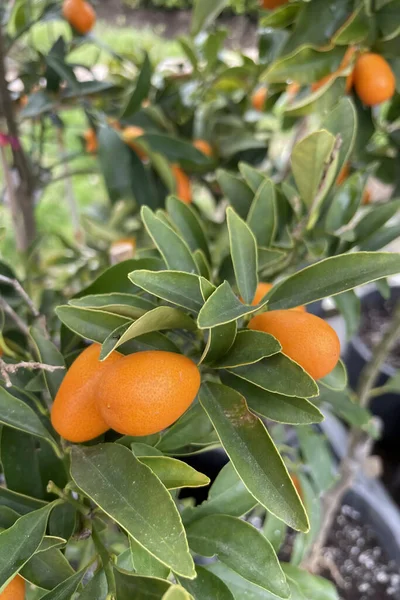 Kumquat tree is known for its green leaves and sweet, orange fruit. Easy to grow, even in pots. Leaves are fragrant and decorative. Fruit is eaten whole with a tangy citrus taste or used as a sweetener in dishes.