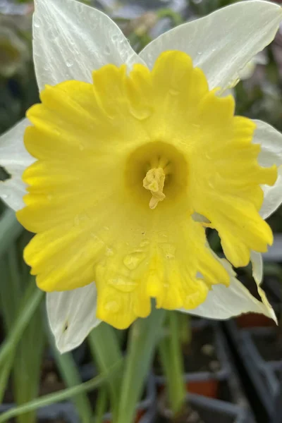 Дикие Нарциссы Являются Разновидностью Луковичного Растения Которое Цветет Ранней Весной — стоковое фото