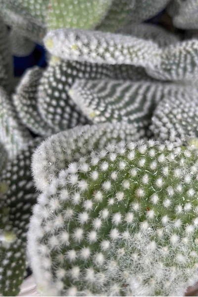 サボテン植物は世界で最も一般的な植物種の一つであり 彼らの棘構造 水貯蔵能力 砂漠の気候での生存能力で知られています — ストック写真