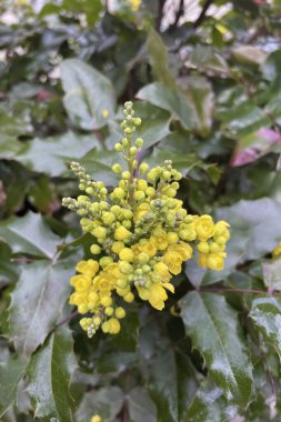 Mahonia Aquifolium, tüm yıl boyunca güzel bir bitki. Mahonia aquifolium sadece ilkbaharda değil, kış aylarında da dikenli yaprakları ve sarı çiçekleri olan çekici bir bitkidir..